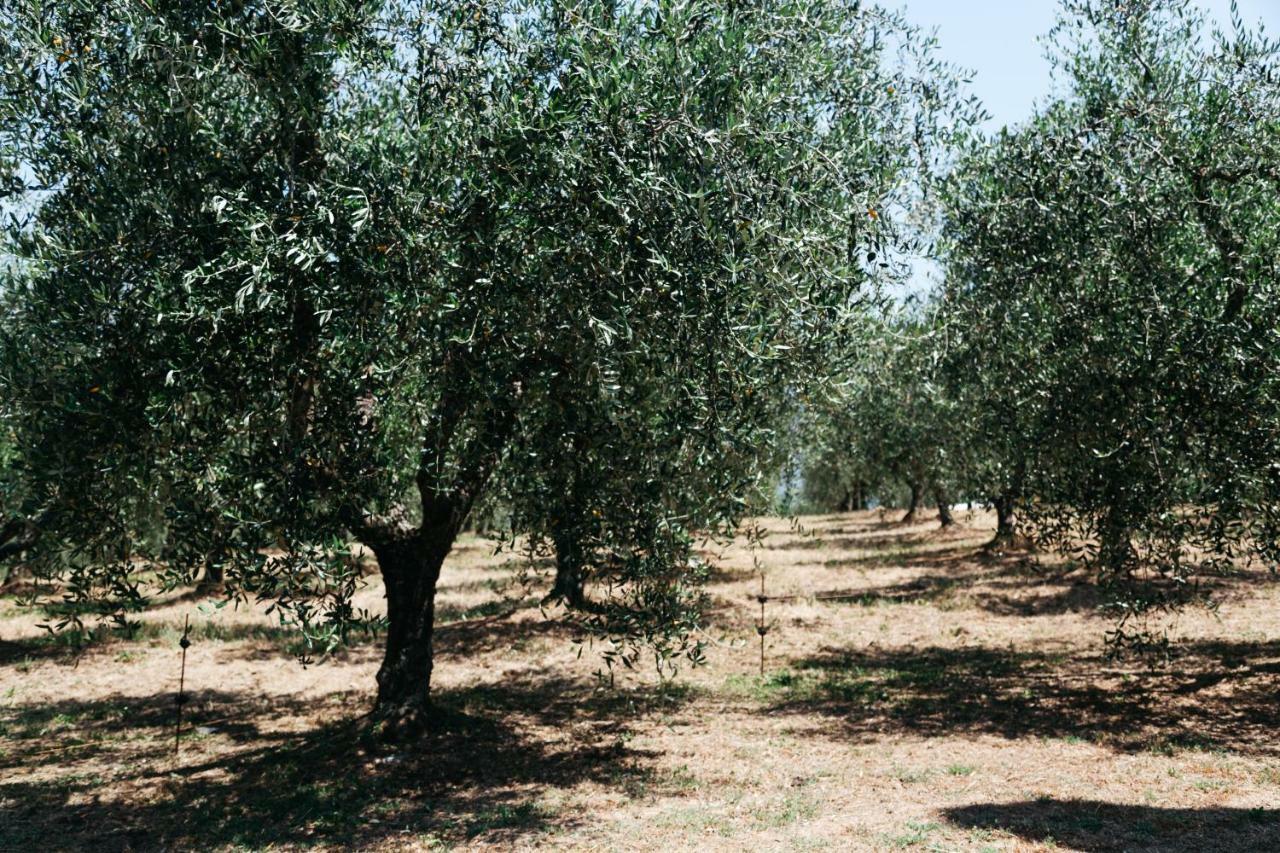 Campopineta Διαμέρισμα Incisa in Val d'Arno Εξωτερικό φωτογραφία